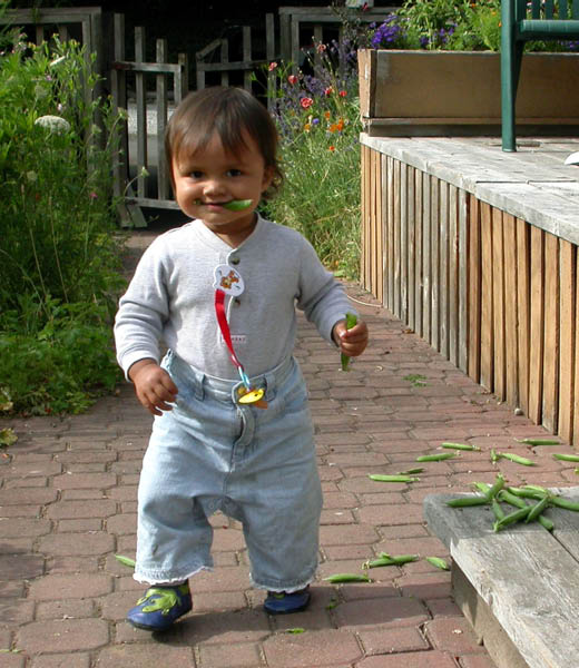 Pea thief